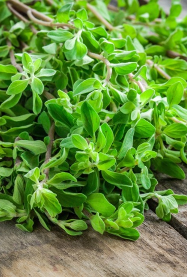  البردقوش يحافظ على توازن ضغط الدم