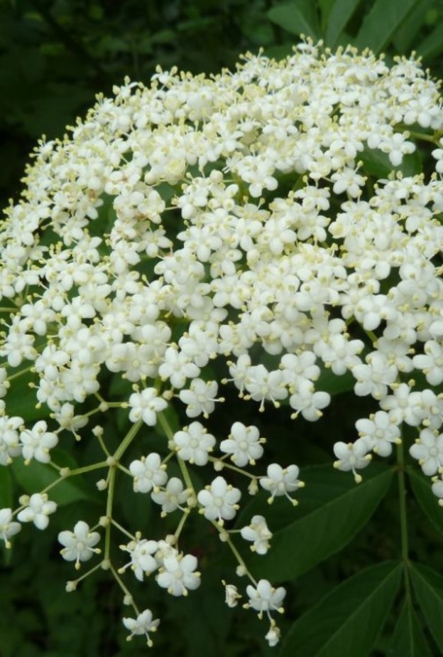  البيلسان نبات يعزز مناعة الجسم