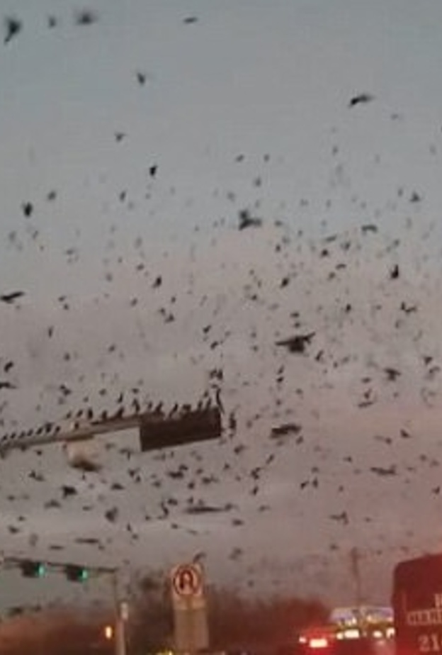 فيديو يظهر آلاف الطيور معا