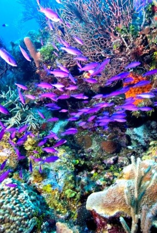 الحاجز المرجاني في بليز