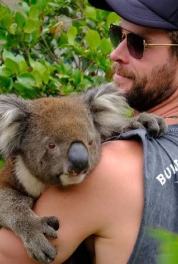النجم كريس هيمسورث يحتضن كوالا ويدعو جمهوره لزيارة بلده استراليا!