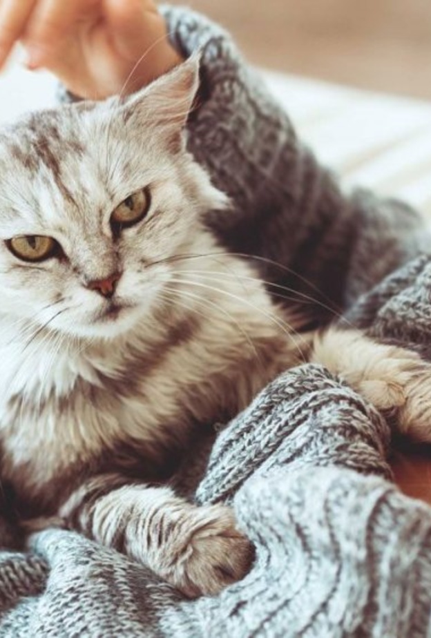 خربشات القطط تسبب الحمى