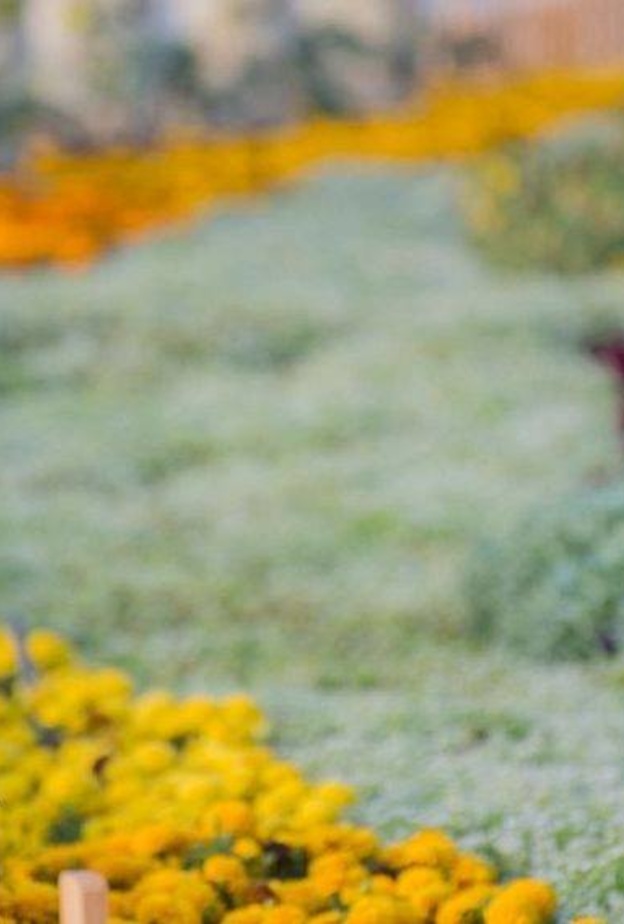 مهرجان الزهور والحدائق في ينبع