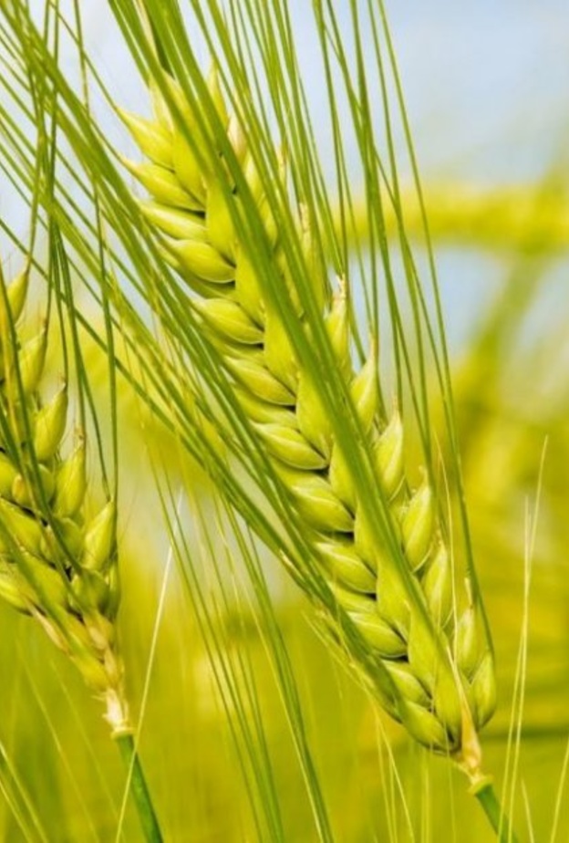 القمح الأخضر يعزز مناعة الجسم