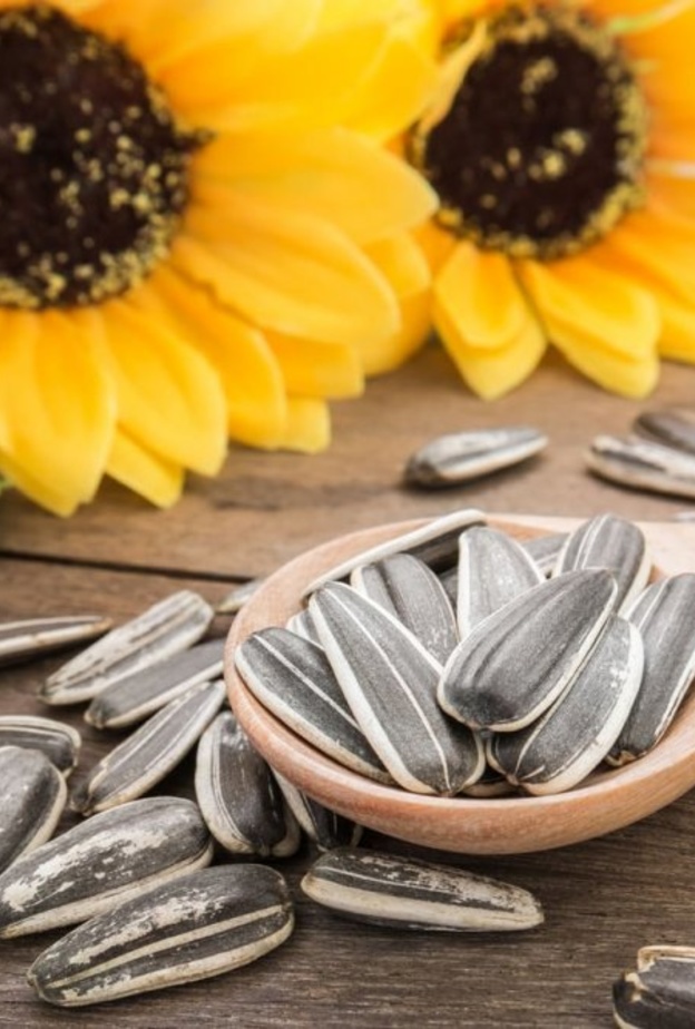 لا يوجد أدلة علمية قوية تؤكد قدرة اللب السوري على انقاص الوزن