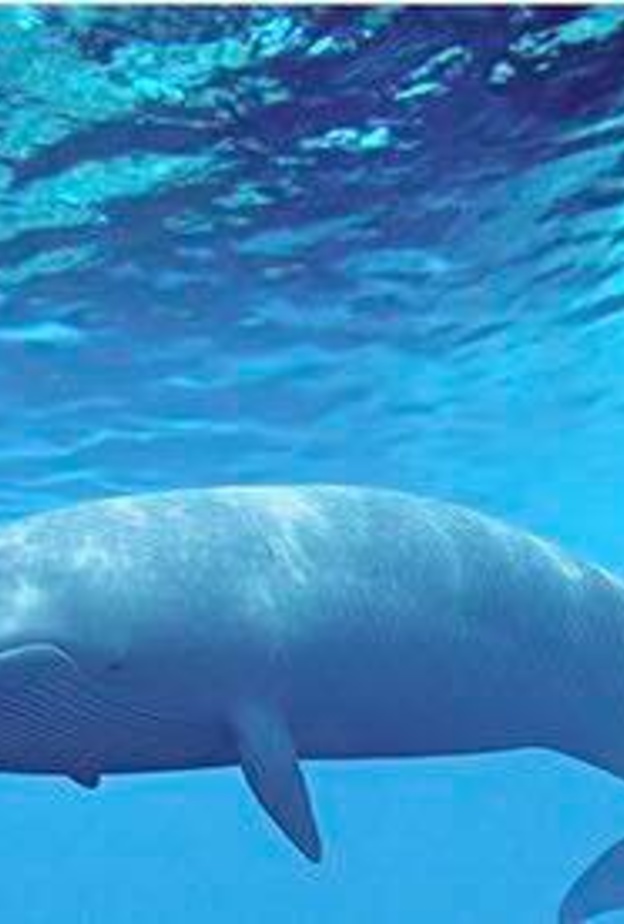 انتحار مراهقين في دبي .. وشكوك حول لعبة الحوت الازرق