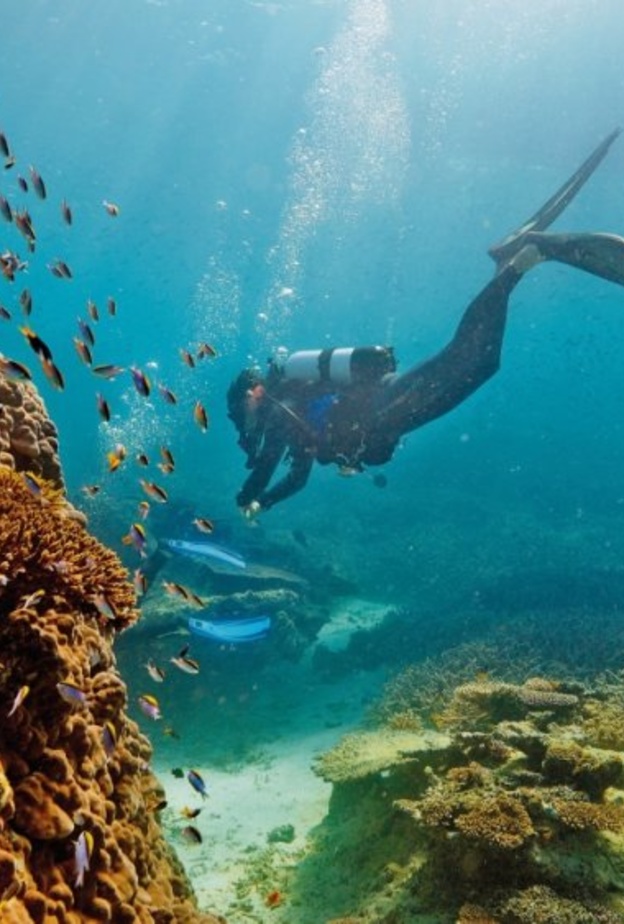 شعاب البحر الاجمر