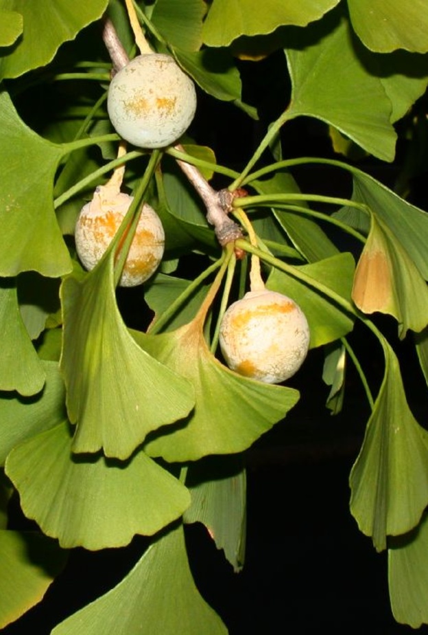 عشبة الجنكة تقي من أمراض السرطان