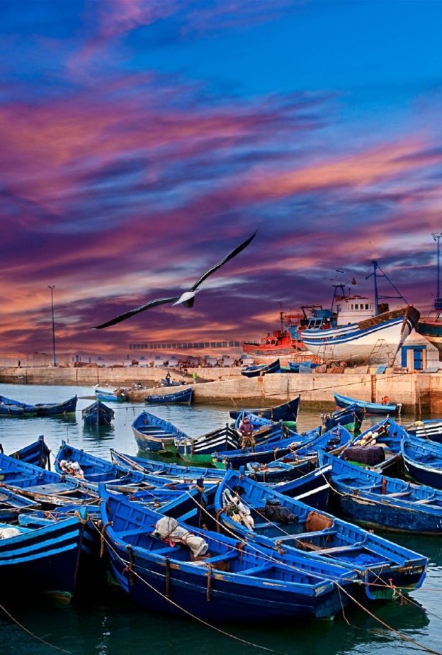طيور الفلامينغو في الوليدية المغرب