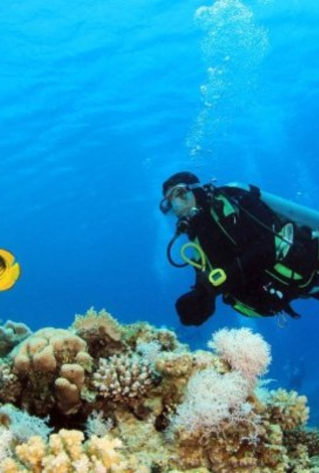 من الشعاب المرجانية بساحل البحر الأحمر