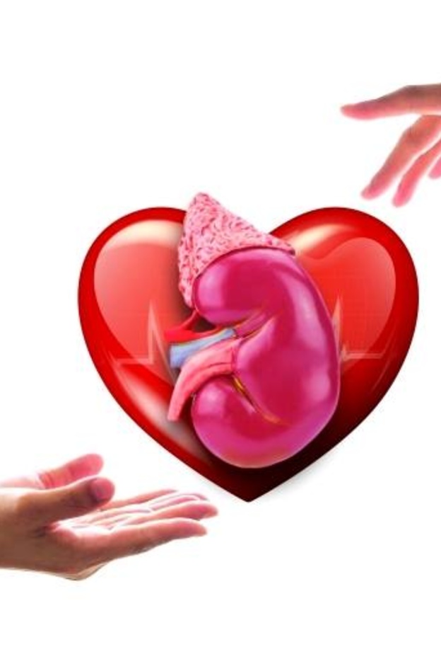 فتح باب التسجيل للتبرع بالأعضاء بعد الوفاة في الإمارات قريبا