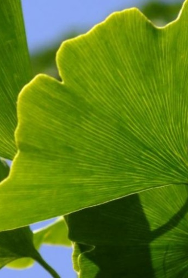 عشبة الجنكة تقي من أمراض السرطان