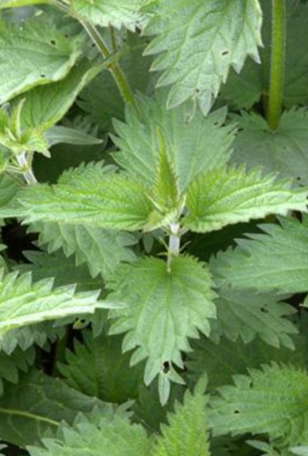 عشبة القراص تنظم الهرمونات الأنثوية