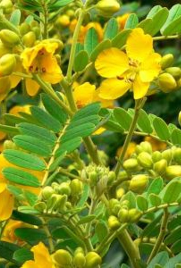  عشبة السنامكي تعزز مناعة الجسم