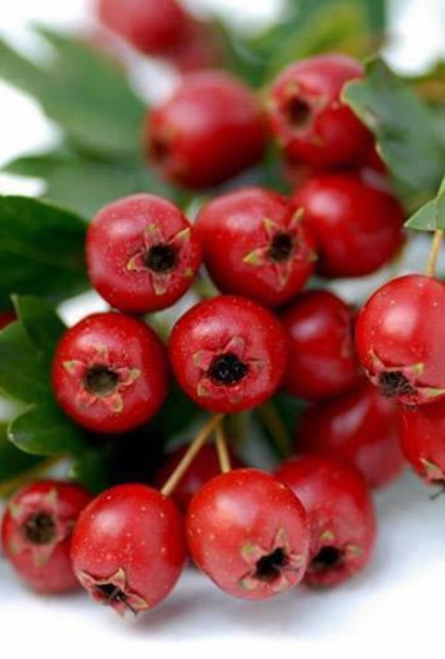 الزعرور يقي من أمراض السرطان