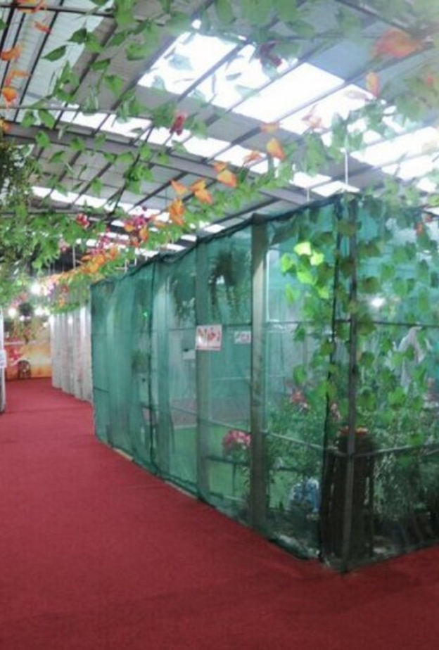 معرض عالم الفراشات في مهرجان أبها