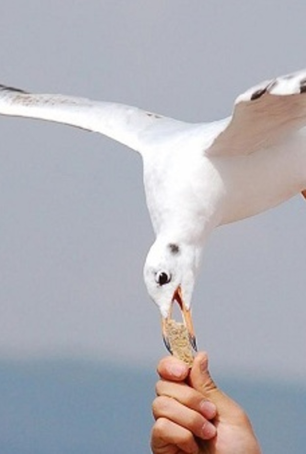 الشرطة تبحث عن رجل قتل طائر نورس بوحشة