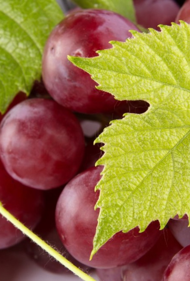 يزيد العنب الاحمر الشعور بالشبع ويمنع تكون الخلايا الدهنية الجديدة