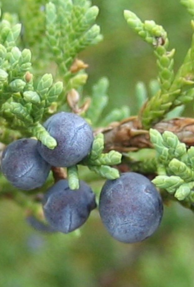  نبات العرعر يغزز مناعة الجسم