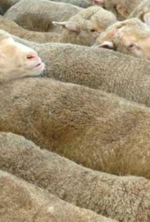 350 ألف أضحية إلى الأسواق الإمارات استعداداً للعيد