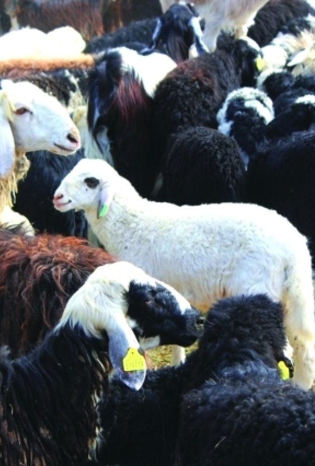 تخفيضات تصل الى 55% على السلع الأساسية خلال العيد