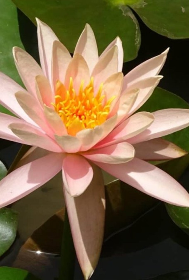 عشبة النيلوفر تعالج أمراض الكبد