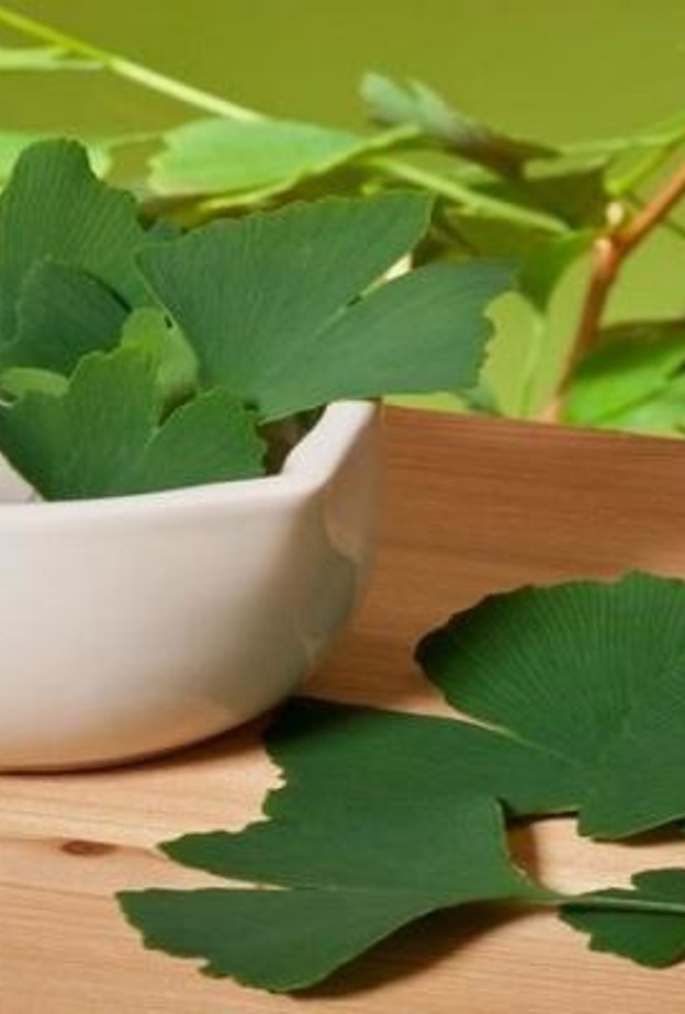  عشبة الجنكة تعزز مناعة الجسم