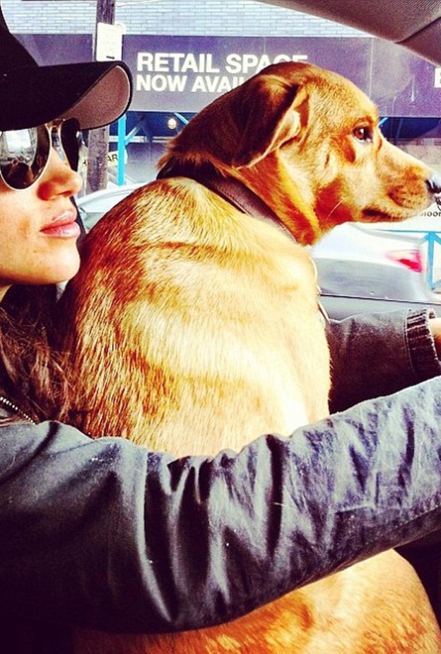 ميغان ماركل لديها كلب في بريطانيا