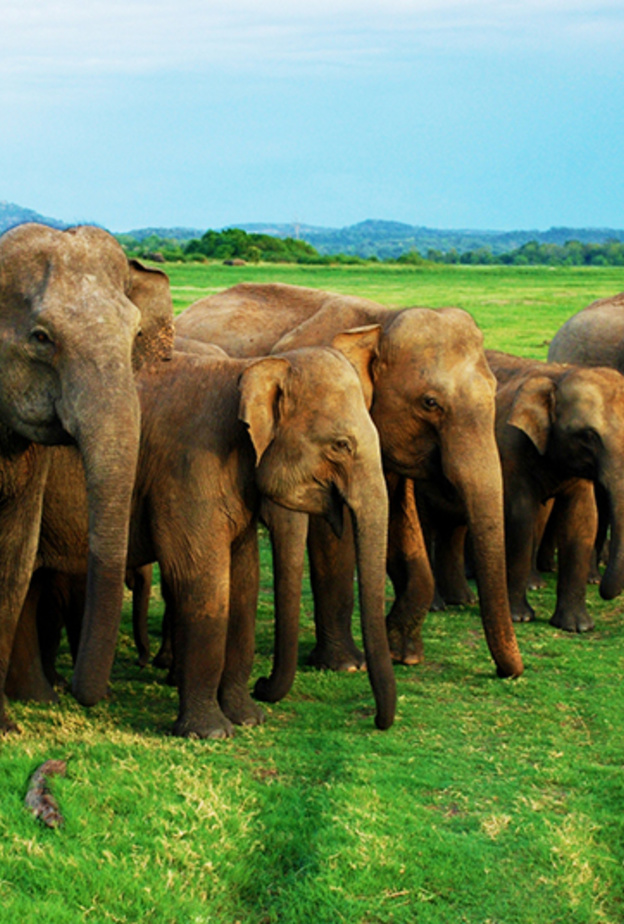 سريلانكا .. أكبر تجمع للأفيال الآسيوية في وقت واحد في العالم