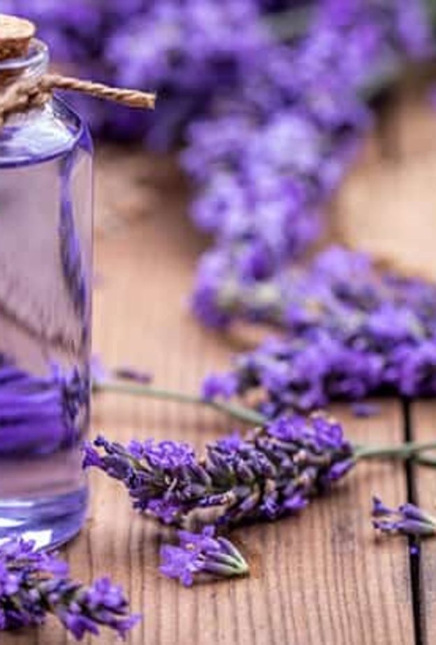 الخزامى تعزز مناعة الجسم