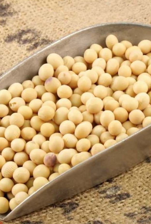 فوائد واضرار حبوب فول الصويا