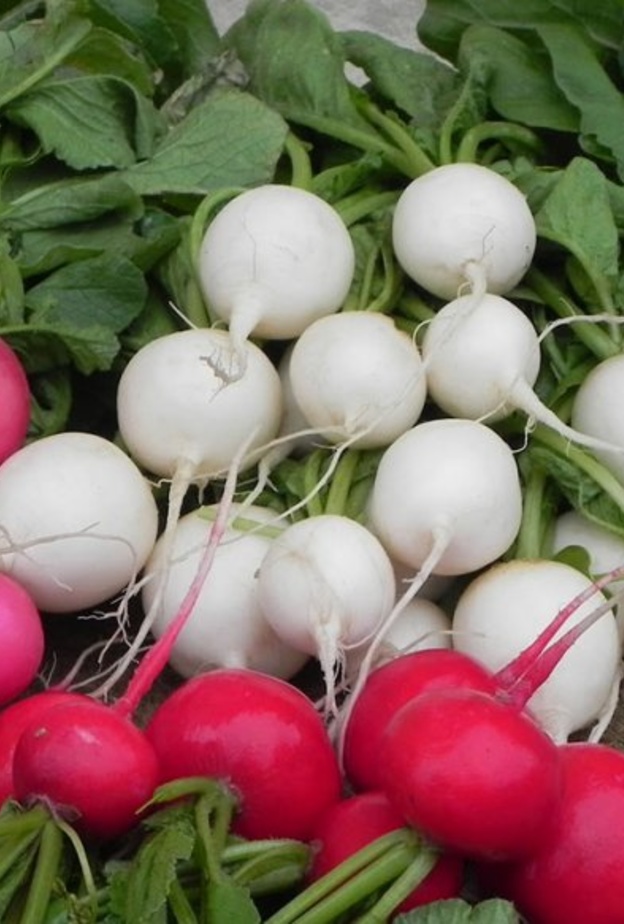 الفجل الأحمر يحمي الأوعية الدموية من الأمراض