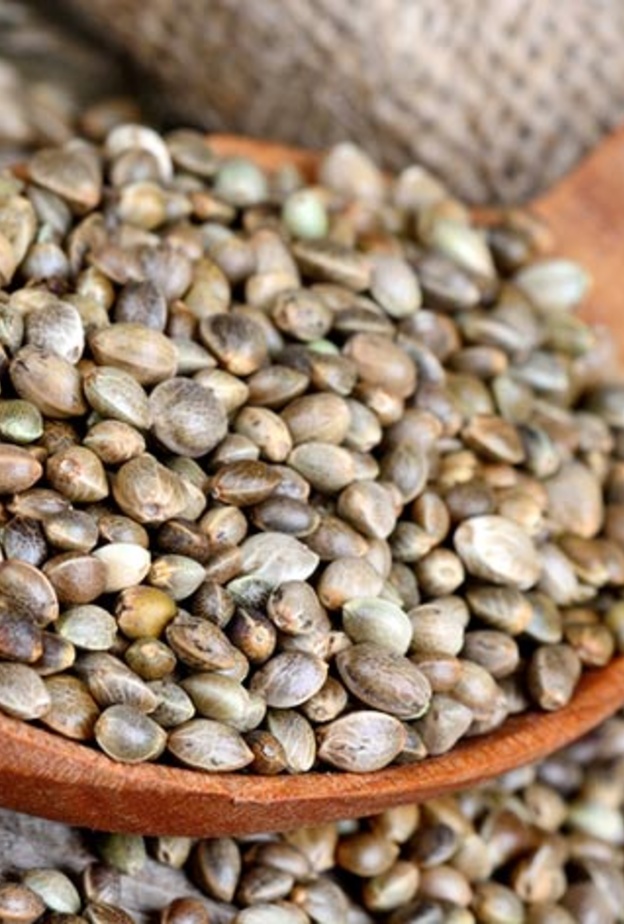 بذور القنب تخفض مستوى الكوليسترول في الدم