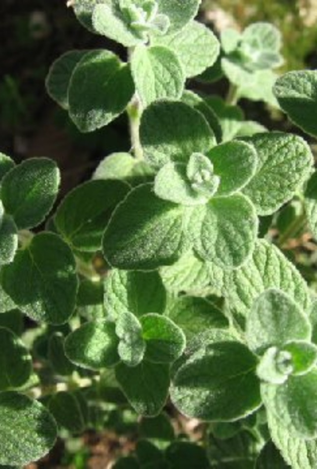 رئيسية وأولى عشبة الزعيترة تعزز مناعة الجسم