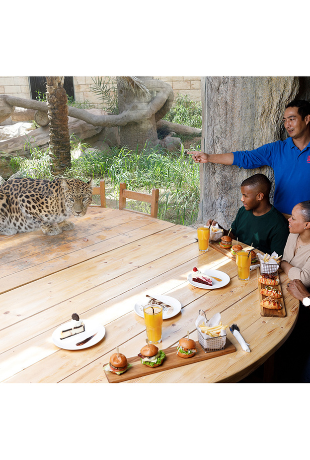 وجبة غداء فاخرة برفقة الفهود في حديقة الإمارات للحيوانات
