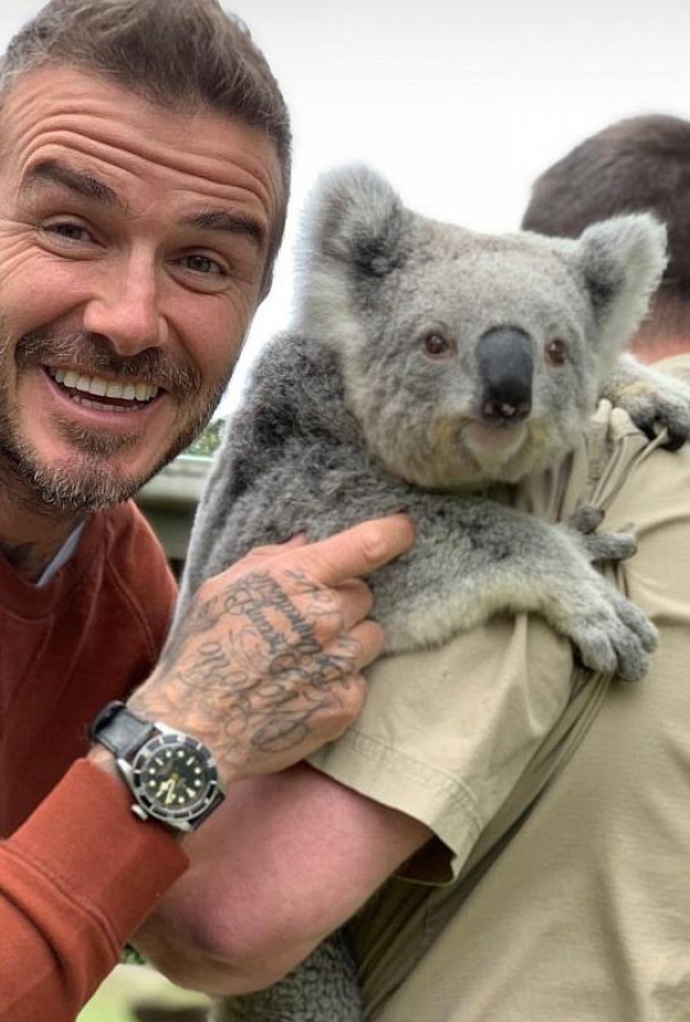 ديفيد بيكهام يقضي أوقاتاً ممتعة مع الكوالا خلال زيارته لحديقة سيدني البرية