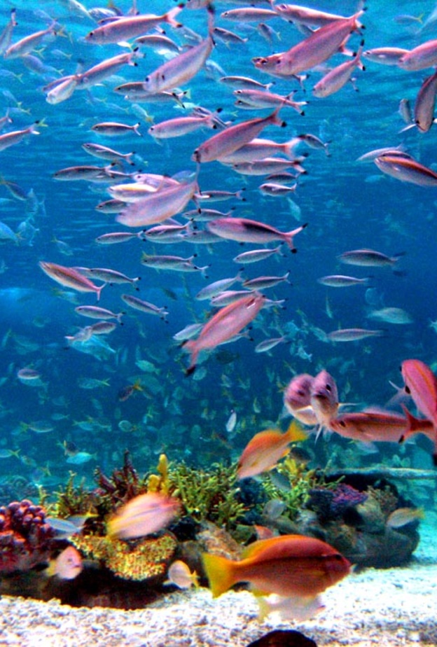 اكنشفا مسجد الذهب في مانيلا