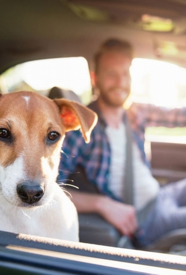 لا تضعي حيوانك الأليف في المقعد الأمامي للسيارة