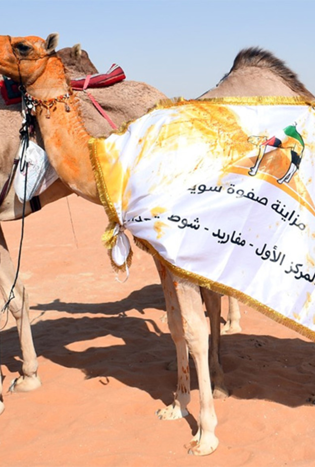 فعاليات مزاينة الصفوة الثانية للأصايل بمدينة سويحان بإمارة أبوظبي