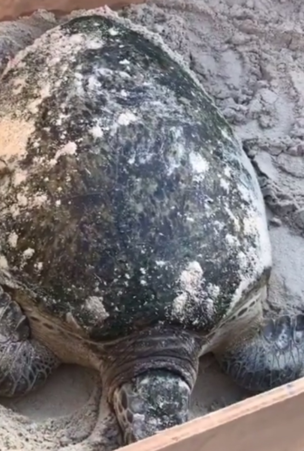 سلاحف الجميرا .. خطوة بيئية نبيلة على شواطئ دبي
