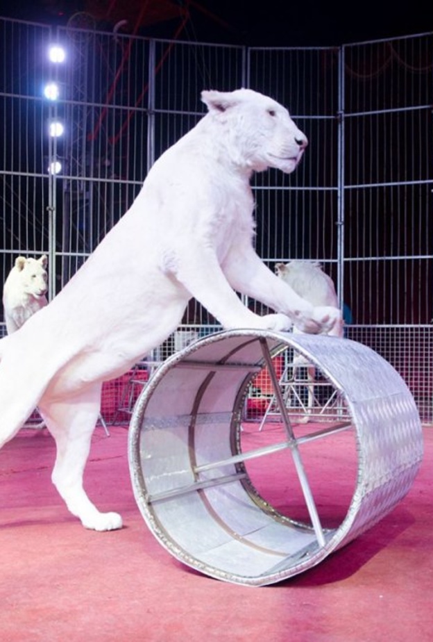 السيرك اللاتيني في "لاست إكزت الخوانيج" دبي