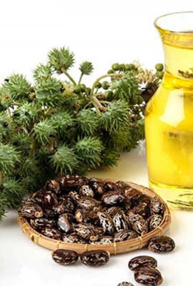 زيت الخروع يلين الأمعاء ويعالج الإمساك