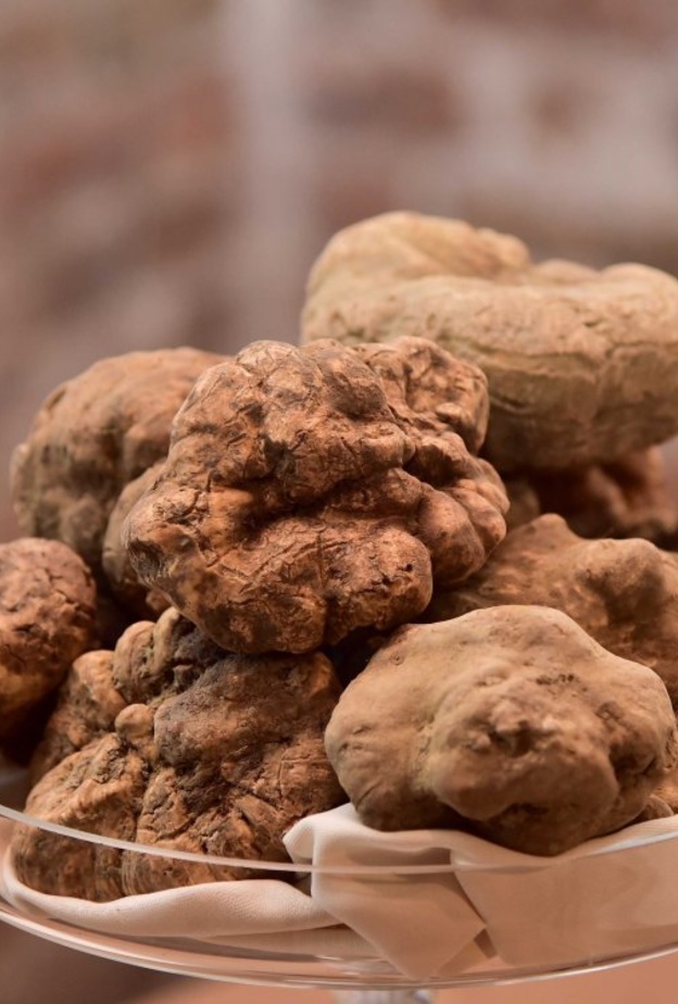 مطعم Bice Mare يطرح قائمة جديدة وغنية بالكمأة مع حلول موسم الأعياد