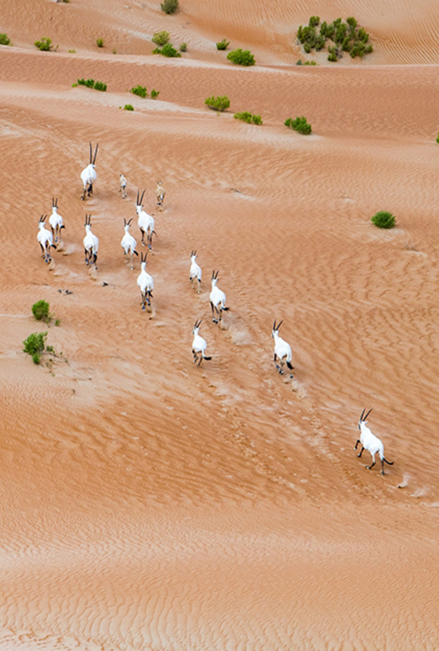 بيئة أبوظبي تطلق شبكة زايد للمحميات الطبيعية