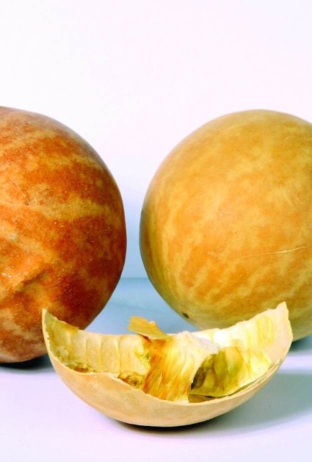 الحنظل من النباتات التي تعالج البواسير