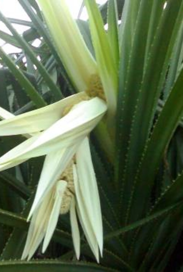 ماء نبتة الكادي يعزز مناعة الجسم