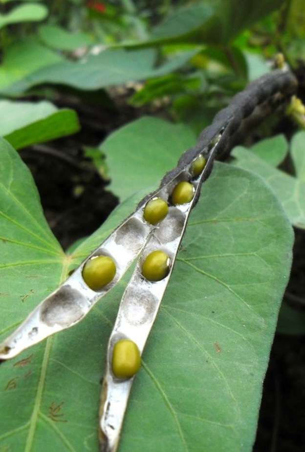 عشبة الماش تعزز مناعة الجسم