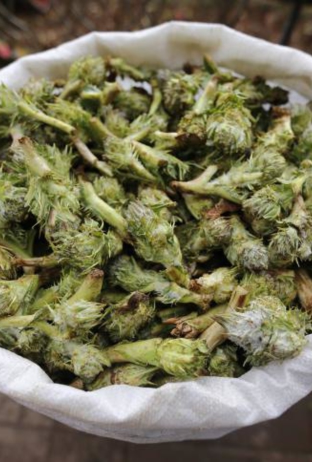 العكوب يعالج فقر الدم الشديد