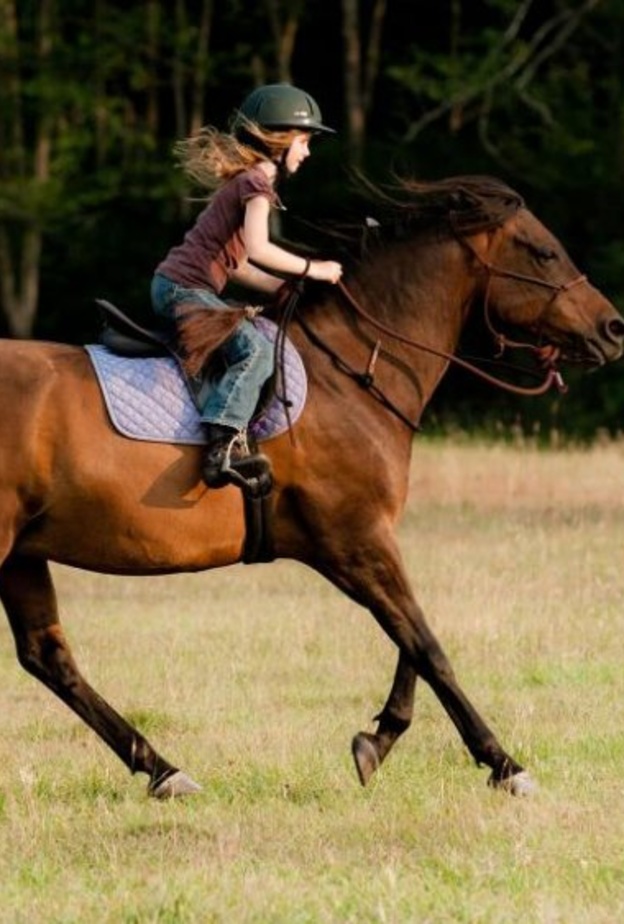 مدرسة للفروسية ومدينة مائية مشاريع مستقبلية في المدينة