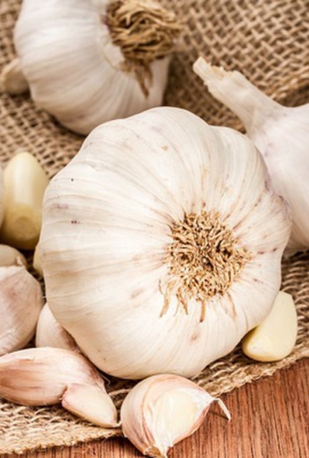 الثوم علاج فعال لمرض التيفود